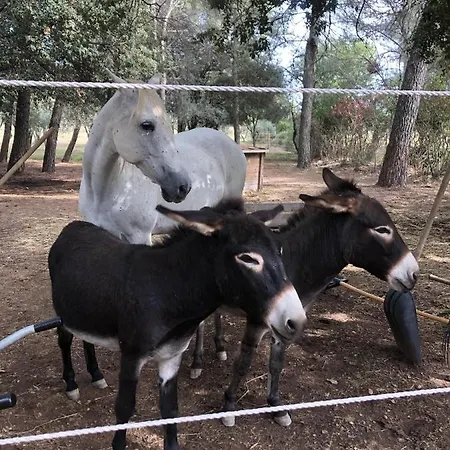 Villa Des Cabres Lunel (Herault)