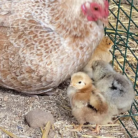 Villa Des Cabres Lunel (Herault)